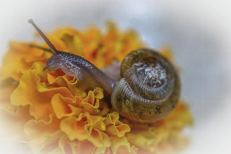 Brown snail  Photograph by Dennis Baswell