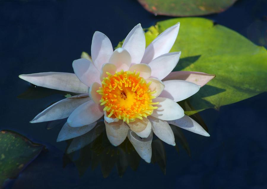 Lotus Photograph - Display of His Glory by Nieves Egelkraut