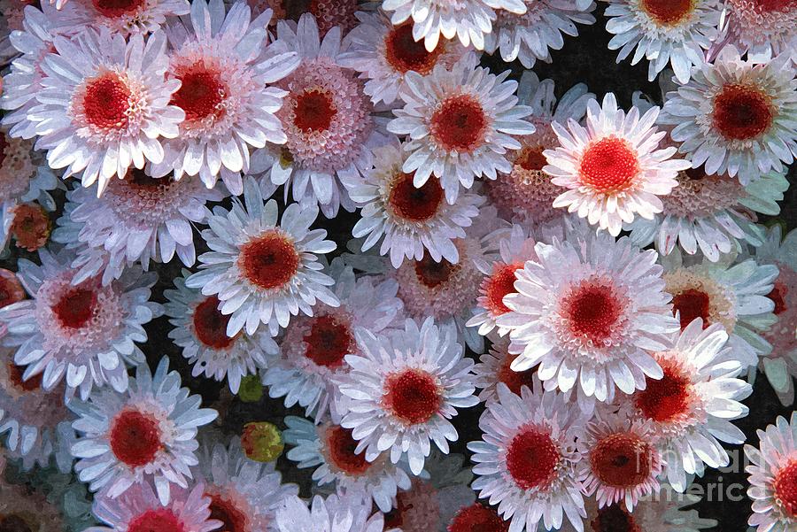Display of pink and white chrysanthemums Photograph by William Kuta