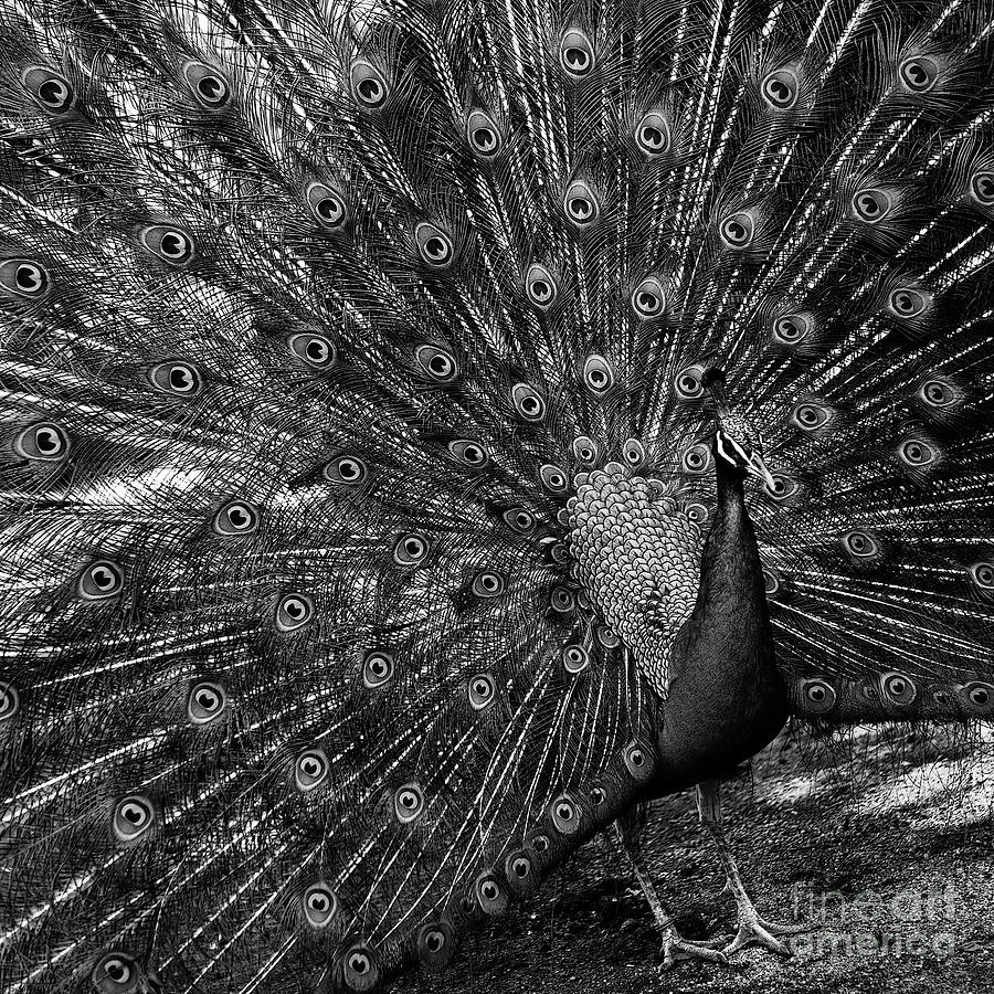 Peacock Photograph - Display by Russell Brown