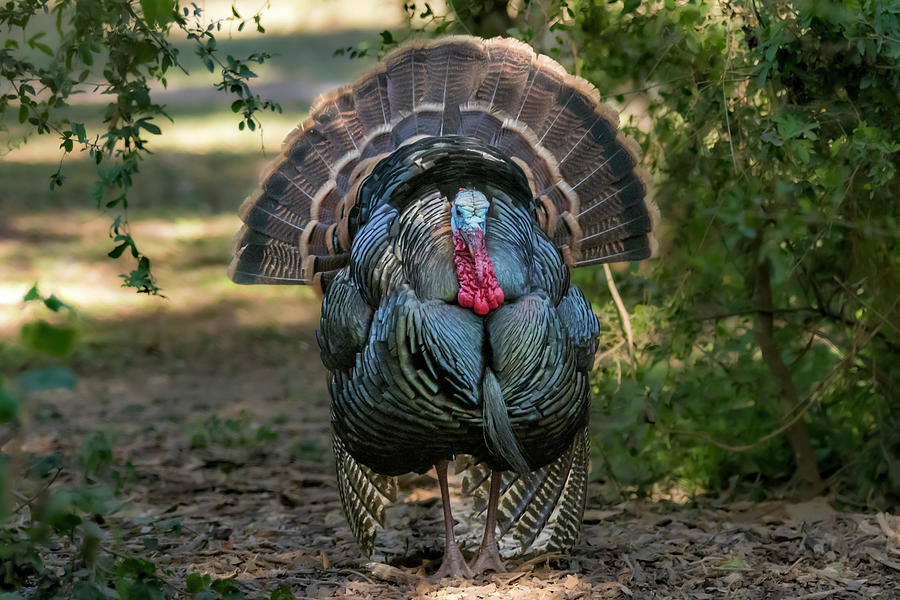 Displaying Wild Turkey Photograph by Debra Martz