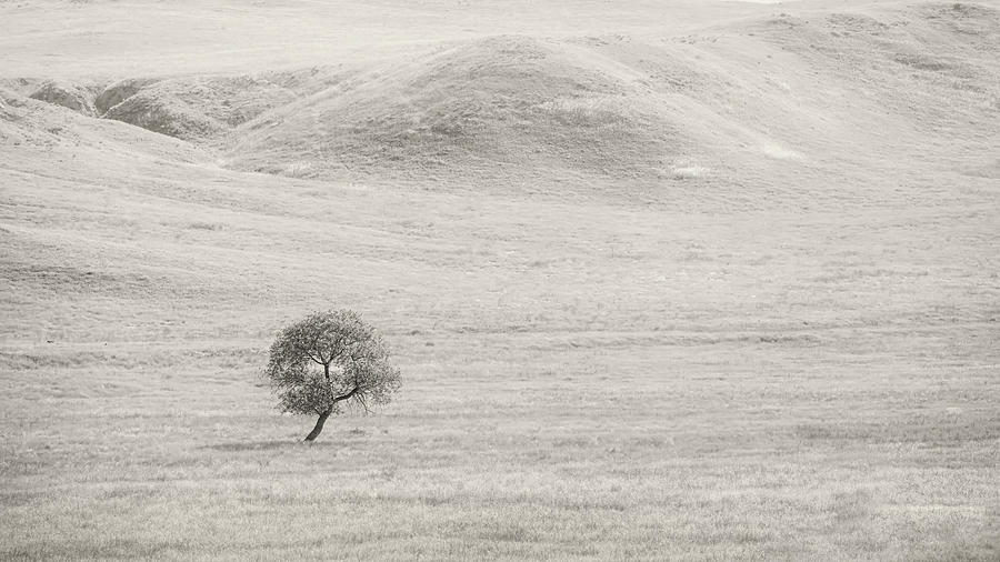 Distant Oak Photograph by Joseph Smith