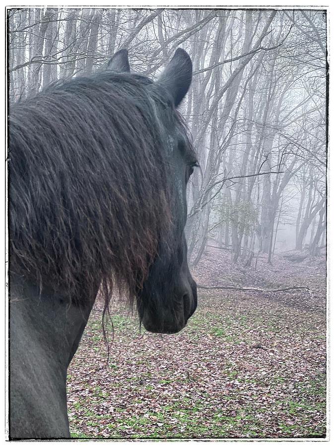 Horse Photograph - Distant Thoughts Friesian by Susie Gordon