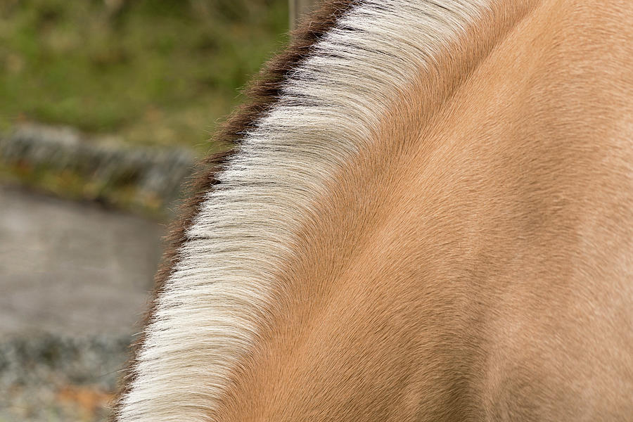 Distinctive mane of Fjord Horse Photograph by Steven Heap