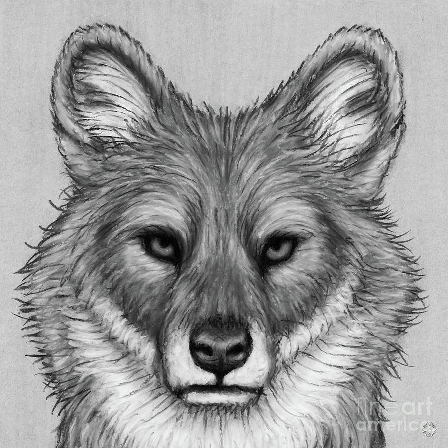 Distinguished Dhole. Black and White Drawing by Amy E Fraser