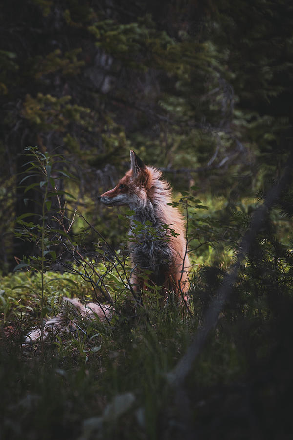 Distracted Mountain Fox Photograph by Brian Anderson Distracted Mountain Fox Photograph by Brian Anderson