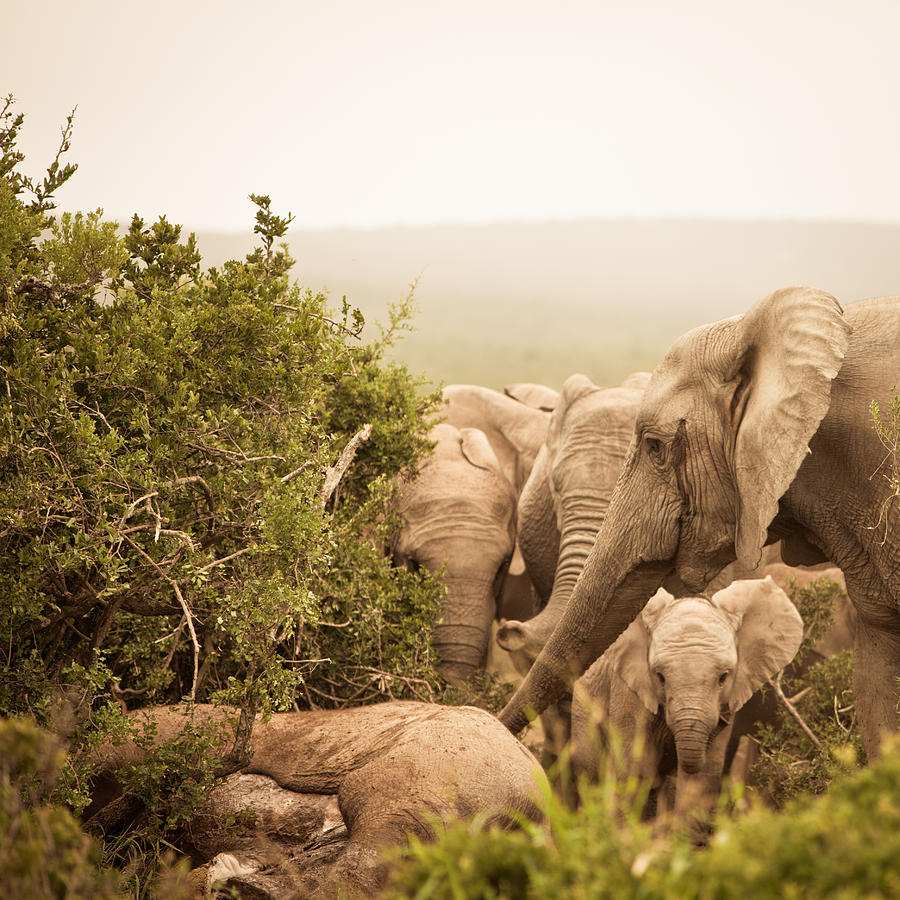 Distressed African Elephants mourning a dead family member Photograph by Mof