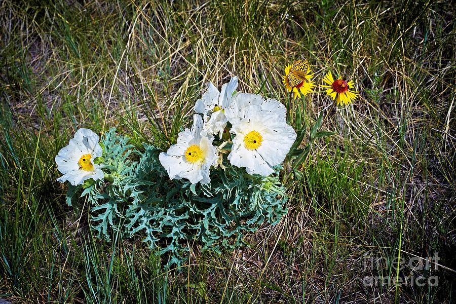 Ditch Flowers And Prairie Critters Photograph