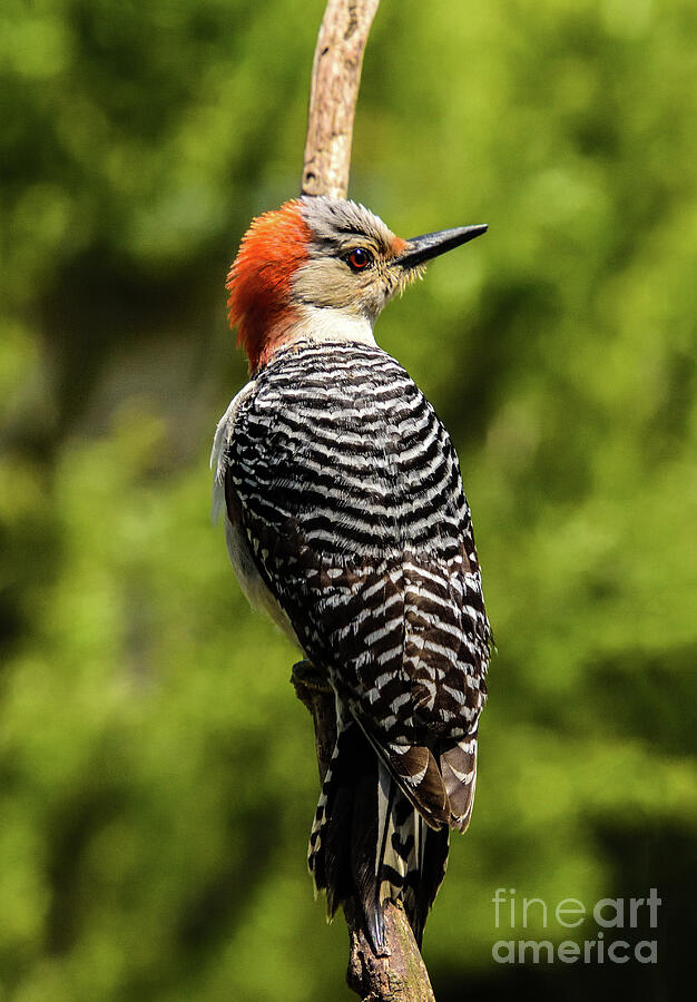 Diva Red-bellied Woodpecker Photograph