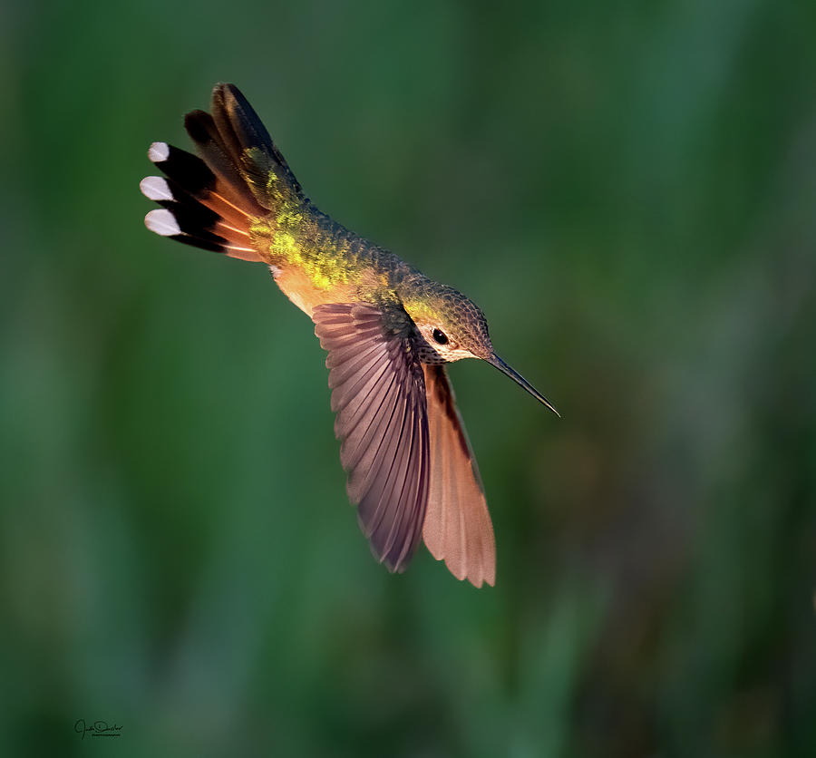 Dive-bombing for Nectar Photograph by Judi Dressler