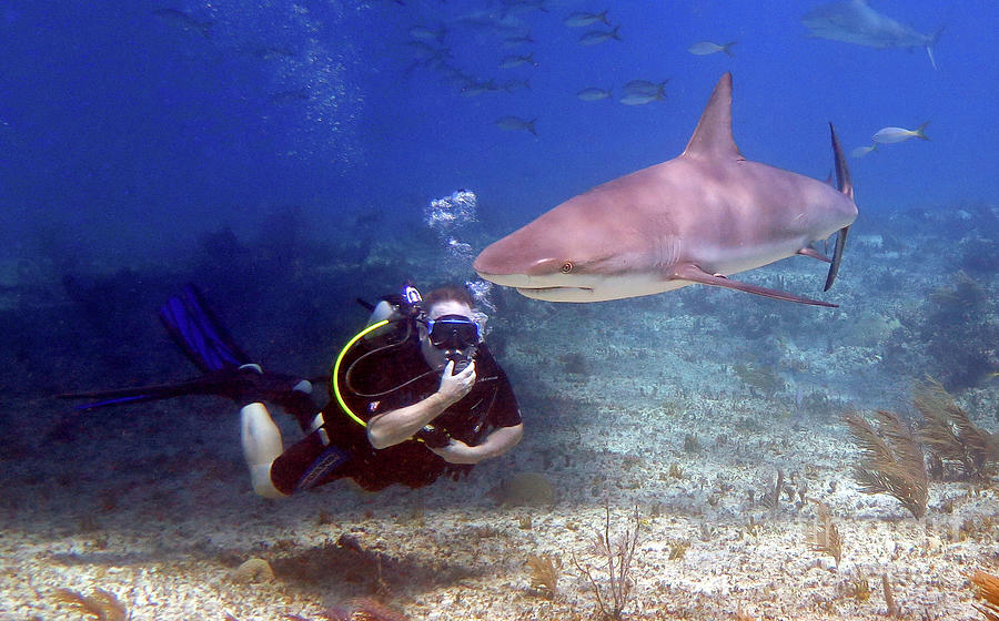 Diver and Reef Shark 1  Photograph by Daryl Duda