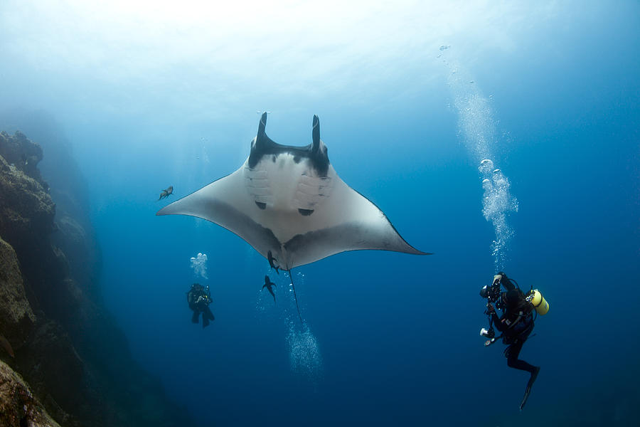 Divers with Giant Manta Ray Photograph by Michele Westmorland