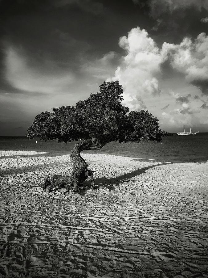 Divi-Divi tree Photograph by Pam Rendall