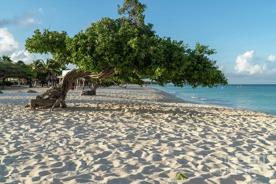 Divi Divi trees at Eagle Beach on the Caribbean island of Aruba, Photograph by William Kuta