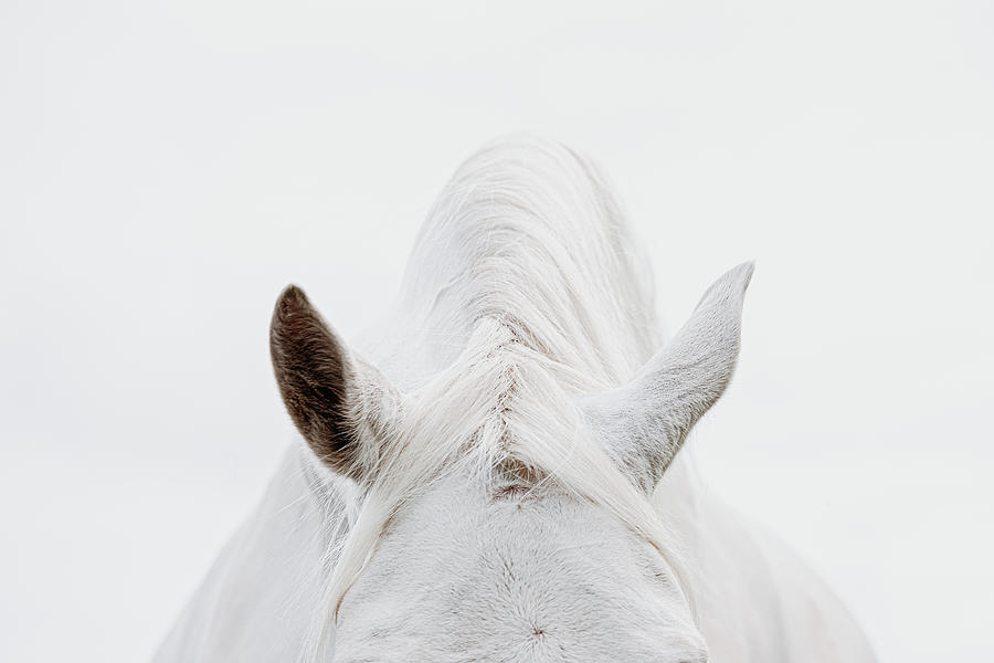 Divided Attention - Horse Art Photograph by Lisa Saint