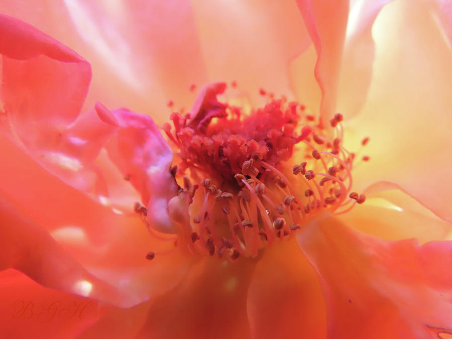 Divine Beauty Coral Rose - Rose Super Macro - Flower Photography - Roses Photograph by Brooks Garten Hauschild