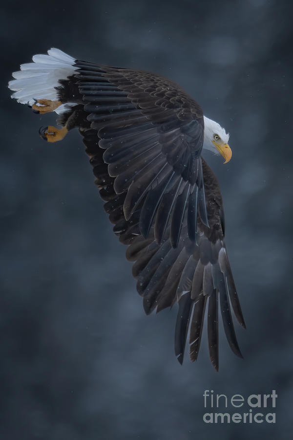Diving Eagle Photograph by Brad Schwarm