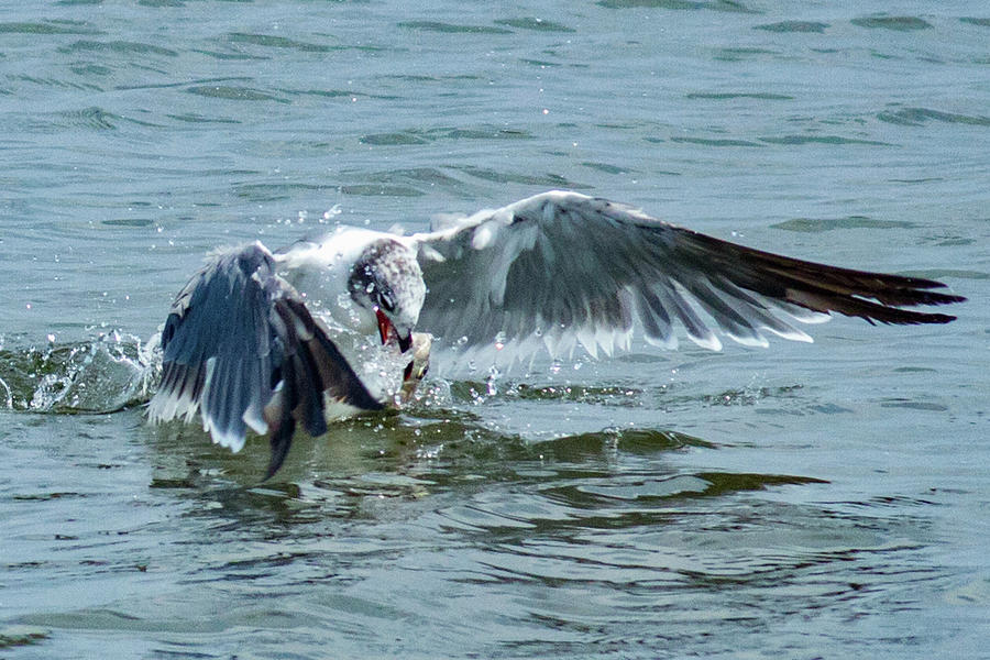 Diving In Photograph by Judy Smith - Fine Art America