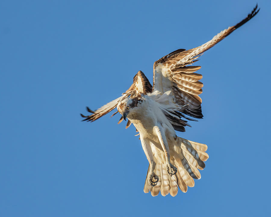 Hovering Osprey #2 Photograph By Dale Balmer - Fine Art America