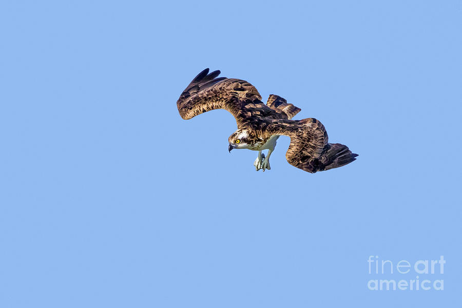 Diving Osprey Photograph by Arterra Picture Library