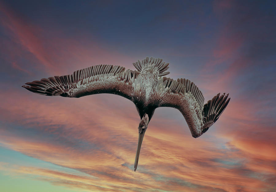 Diving Pelican Photograph by Jerry Cahill