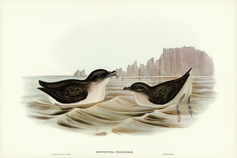 John Gould Drawing - Diving Petrel, Puffinuria Urinatrix by John Gould