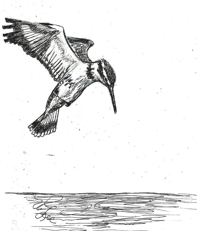 Diving Pied Kingfisher Drawing by VLee Watson