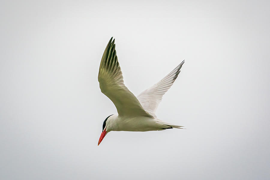 Diving Tern Photograph by David Heilman - Fine Art America