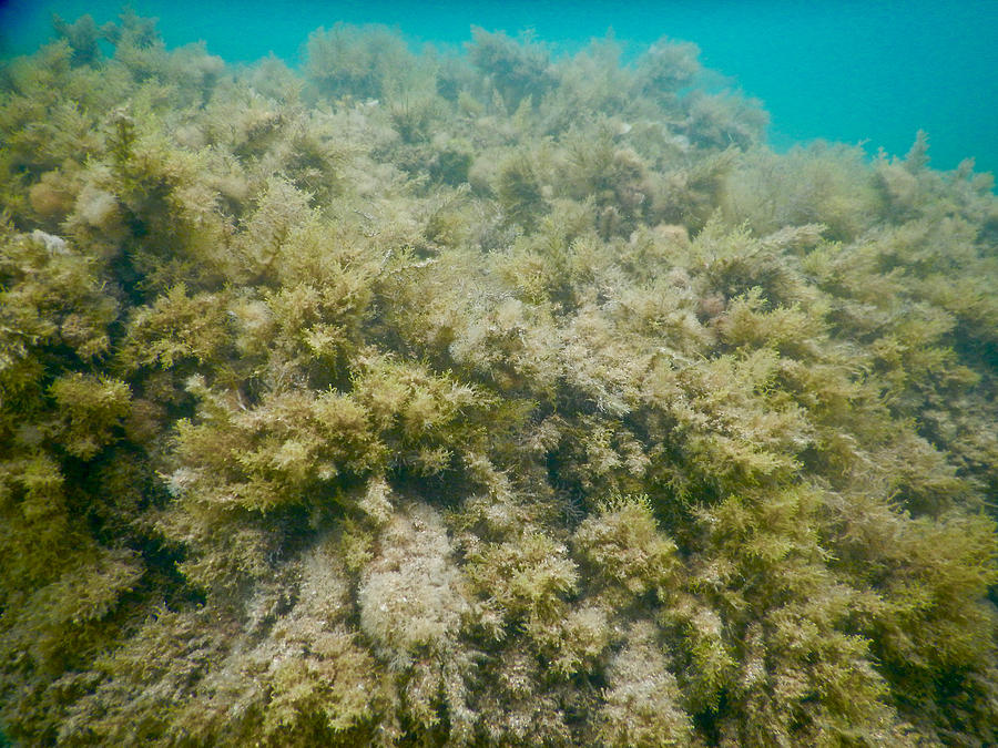 Diving underwater in a turquoise Mediterranean Sea Photograph by Nadieshda