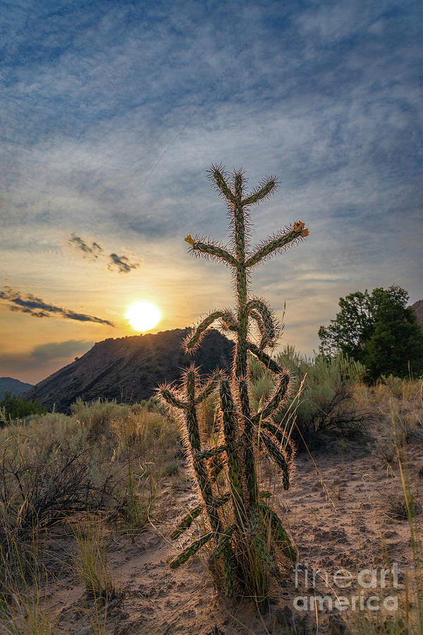 Dixon Cactus 1 Photograph by Elijah Rael