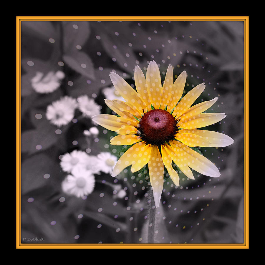 Flower Photograph - Dizzy Daisies Square Format by Marilyn DeBlock