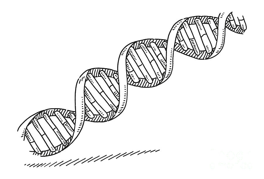 Dna Double Helix Symbol Drawing Drawing By Frank Ramspott Pixels