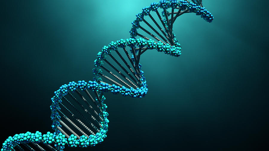 DNA molecules Photograph by Design Cells