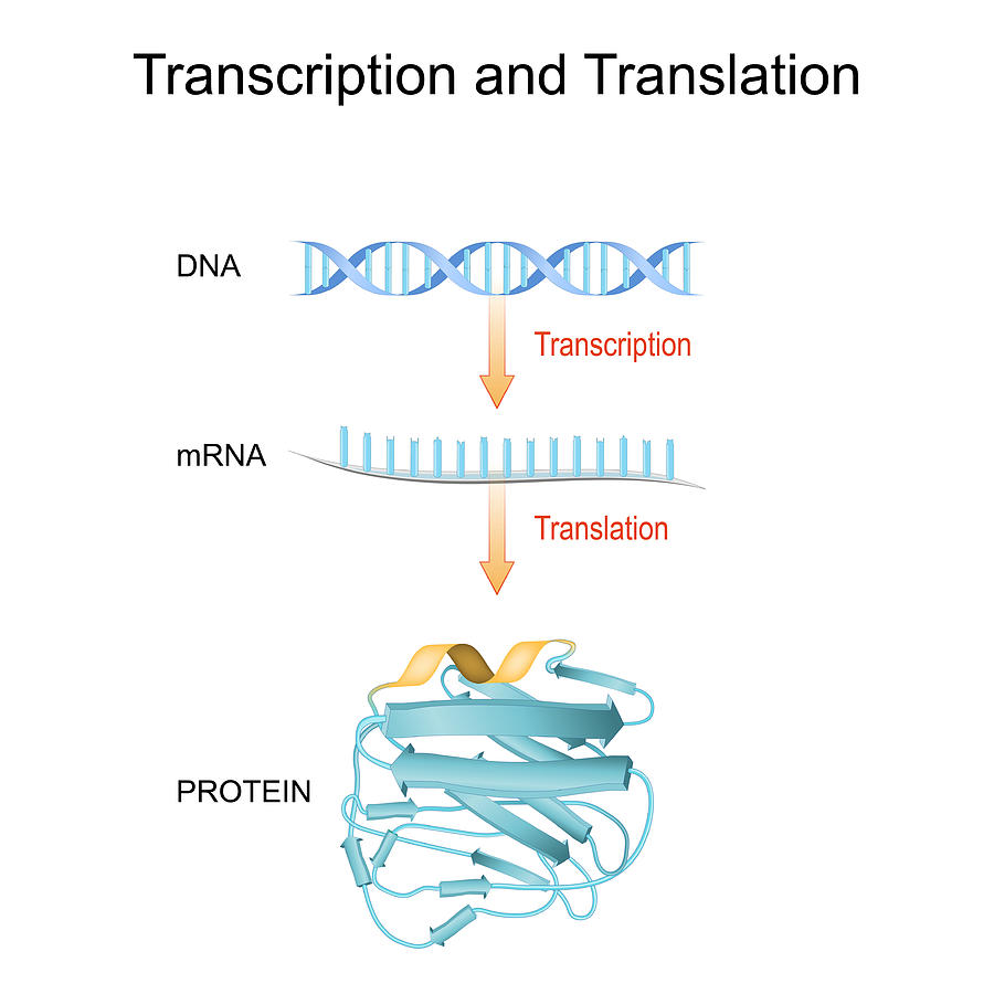 DNA, RNA, mRNA and Protein synthesis. Difference between Transcription and Translation. Drawing by Ttsz