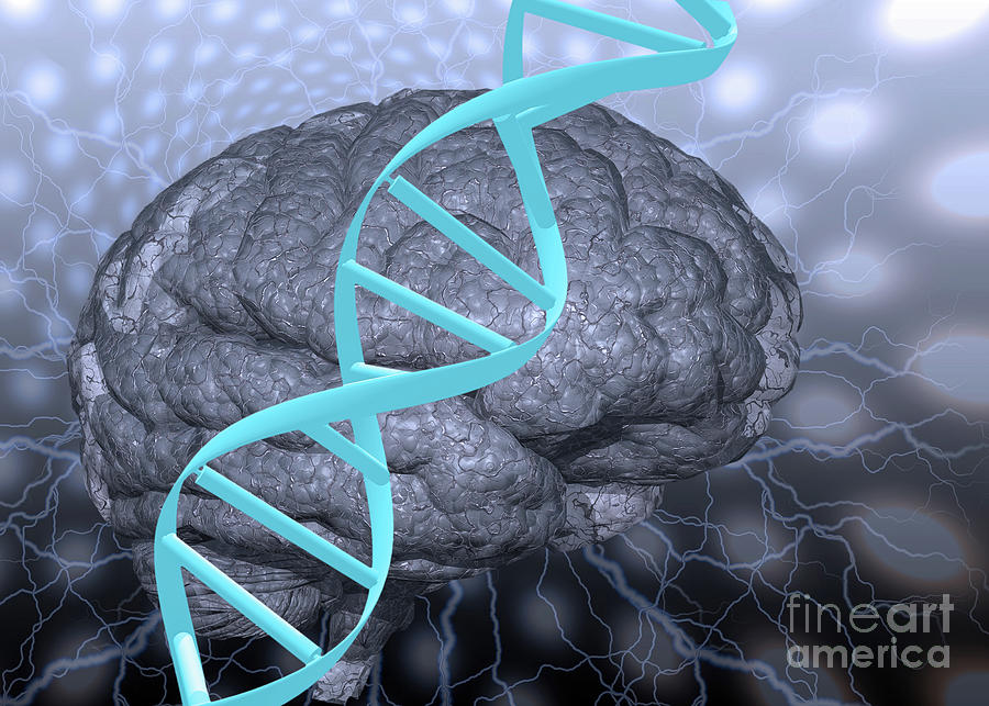 Dna Strand And Brain Digital Art By Bruce Rolff