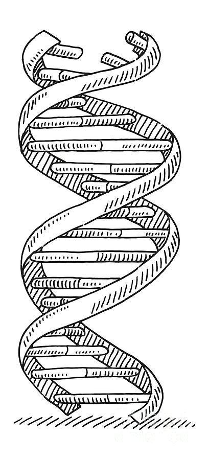 Black And White Drawing - DNA Strand Genetics Symbol Drawing by Frank Ramspott