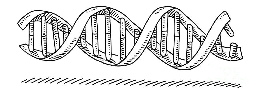 simple dna strand drawing