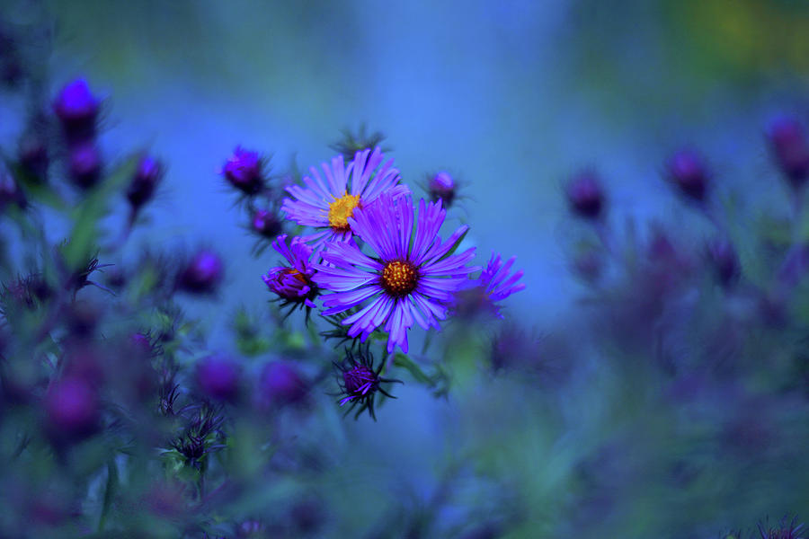 Moonlight Asters Photograph by Jessica Jenney