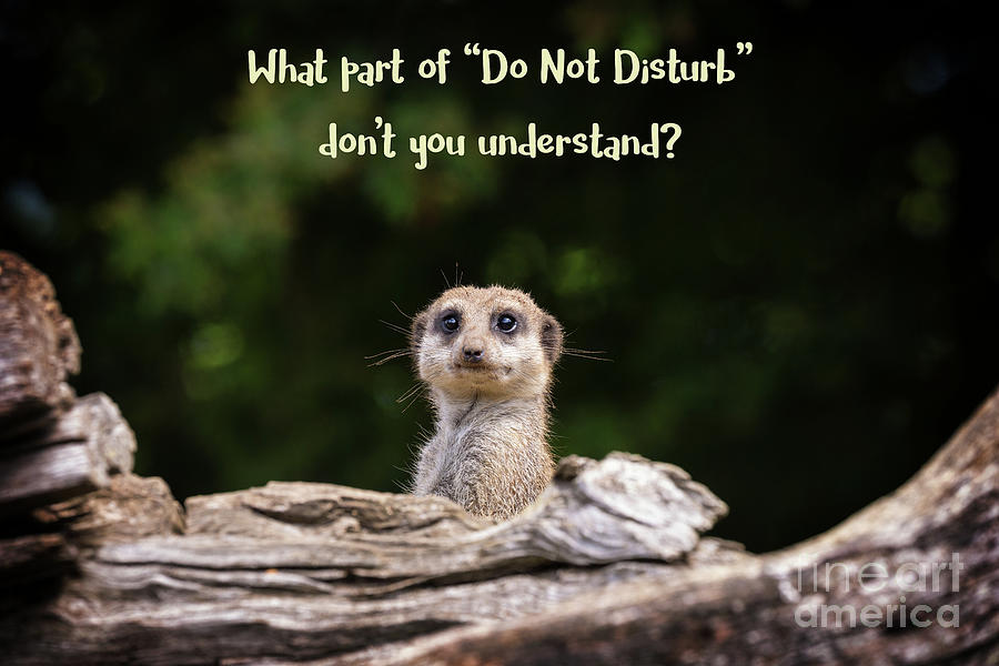 Do not disturb meerkat meme Photograph by Jane Rix