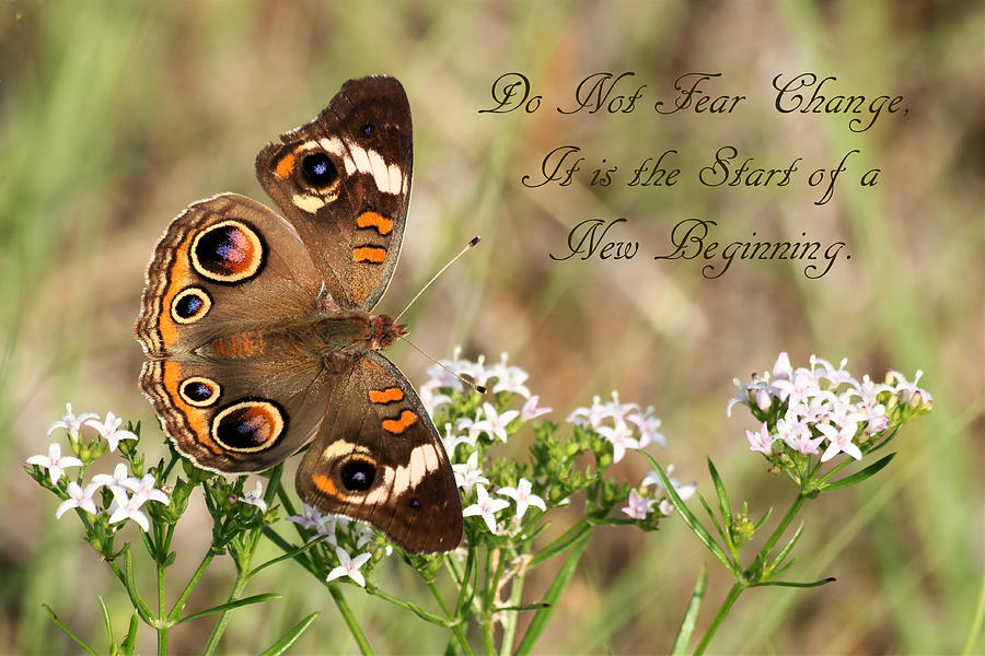 Do Not Fear Change Butterfly Quote  Photograph by Sheila Brown