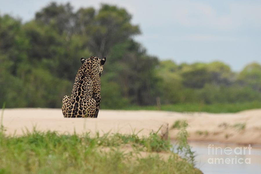 Jaguar Photograph - Do Not Turn Your Back On Me by Dorinda Balchin Jaguar Photograph - Do Not Turn Your Back On Me by Dorinda Balchin