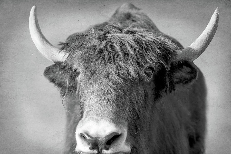 Do you have a yak cookie? Photograph by Mary Hone