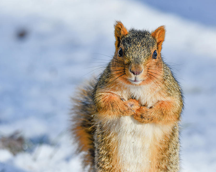 Do you have any Nuts Photograph by Michelle Wittensoldner