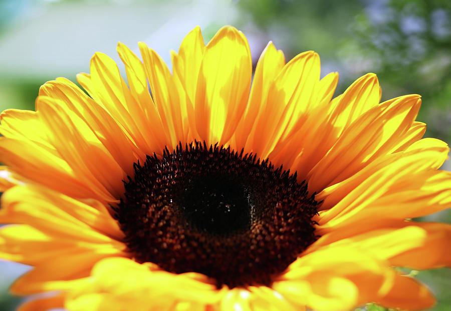 Do You Love Sunflowers Photograph by Johanna Hurmerinta