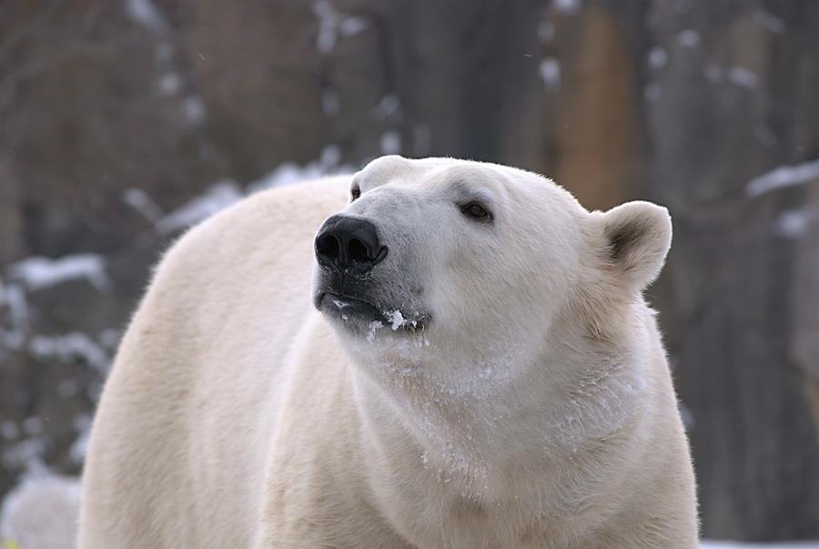 Do You Smell That? Photograph by Brian Kapp