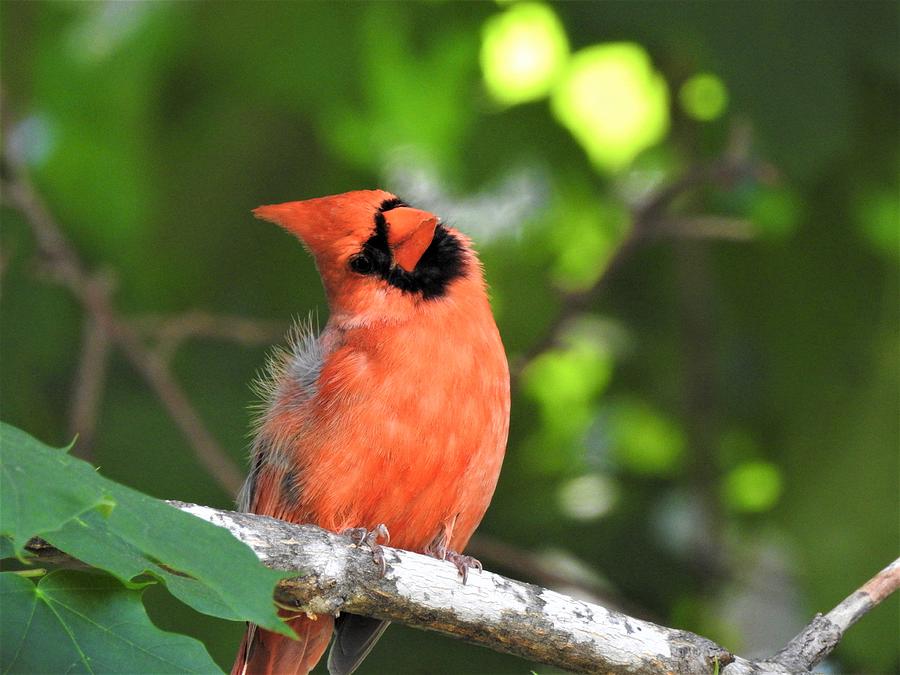 Cardinal Photograph - Do You Think Im Cute by Betty-Anne McDonald