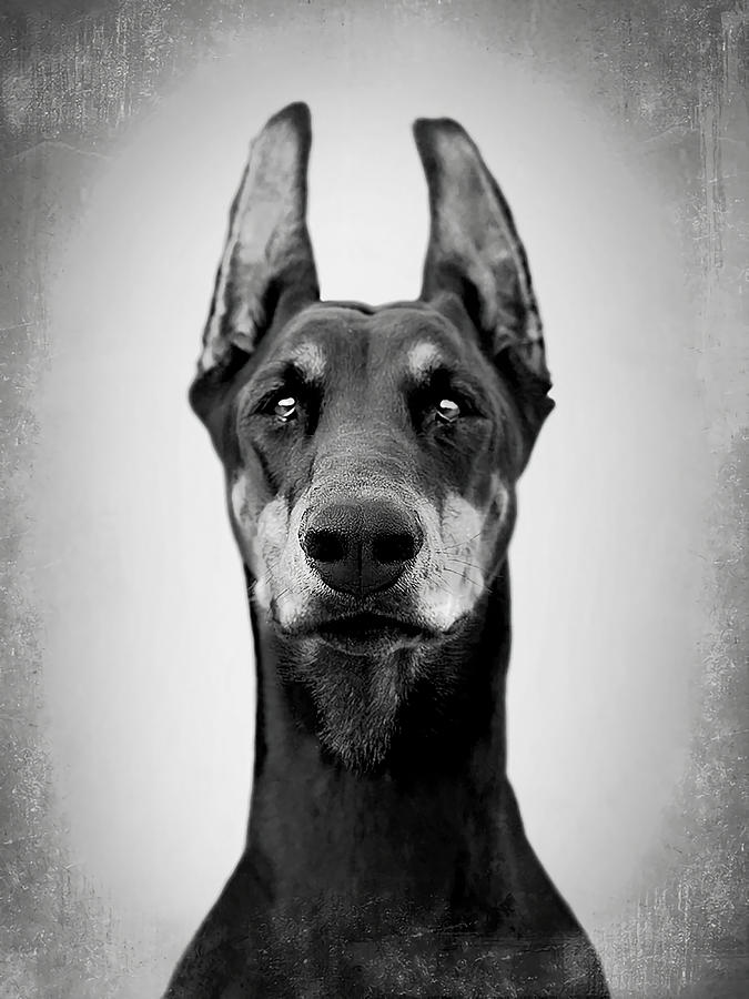 Doberman dog BW Vintage D24 Poster nostalgia Painting by Hannah ...