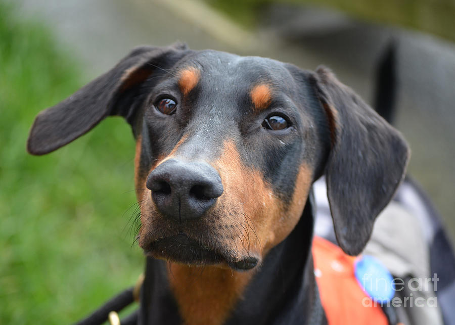 Doberman Pinscher Photograph by Liz Domett | Fine Art America