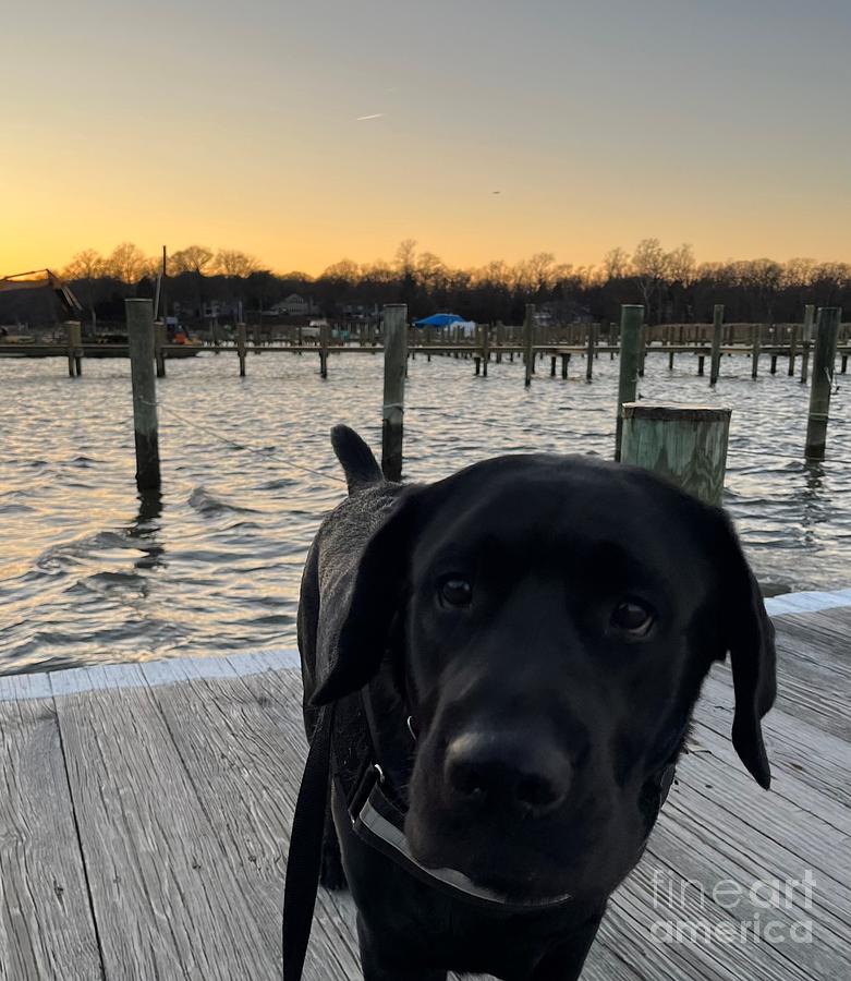 Dock Dog Photograph by Maryland Outdoor Life