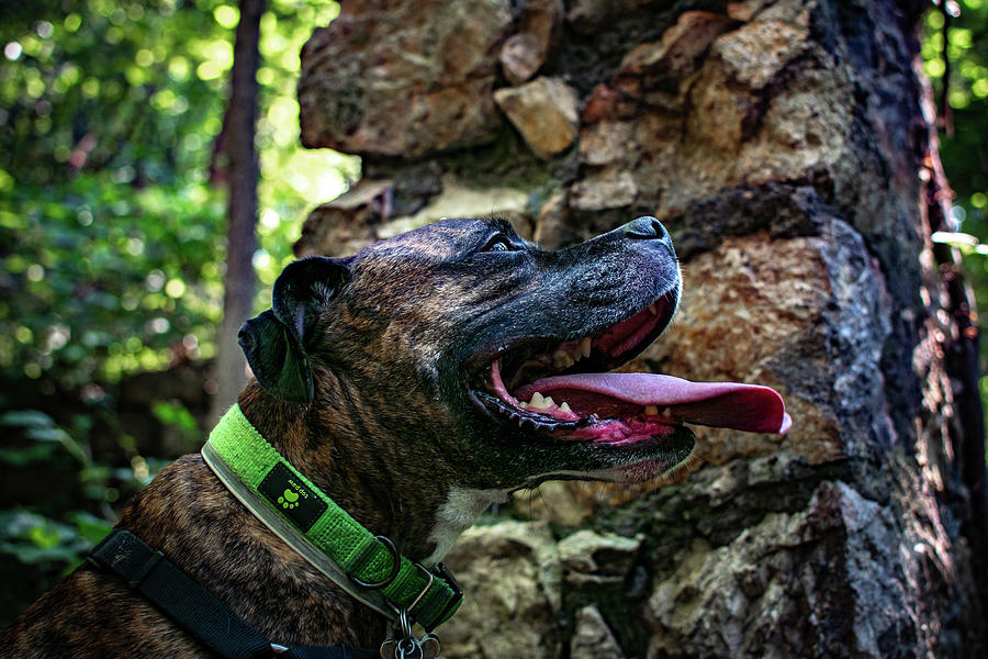 Dodge the Hiking Boxer Photograph by Rose Guinther